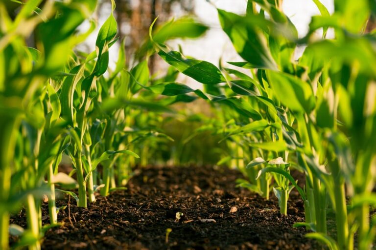 organic-farming-min